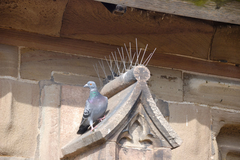 Bird Spikes Hyderabad