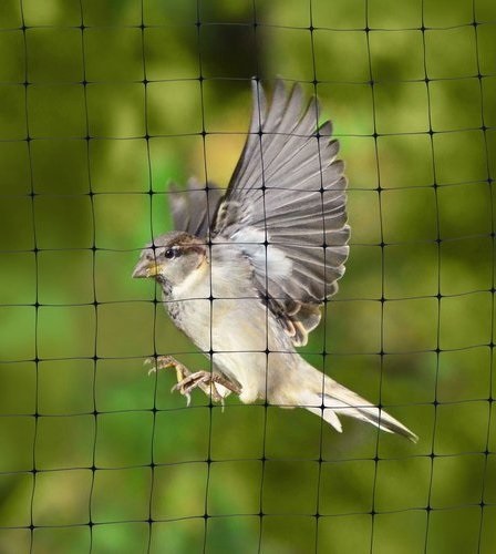 Is bird netting effective Is bird netting effective