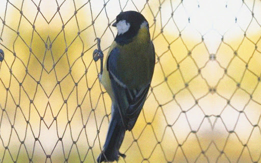 Is bird netting effective